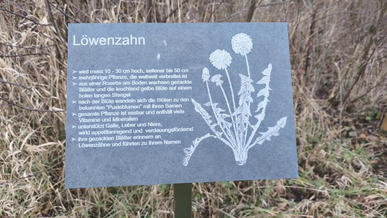 Eine Infotafel über Löwenzahn steht in der Natur. Sie enthält Informationen über die Pflanze und ihre Merkmale.