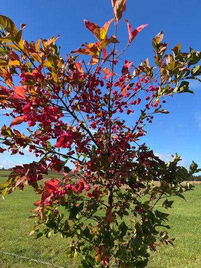 A small tree with colorful leaves in shades of red and green. In the background, a green field stretches out under a clear blue sky.