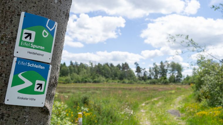 Wegweiser für Eifelspuren und Eifelschleifen an einem Baum, mit einem Pfad und Wiese im Hintergrund.