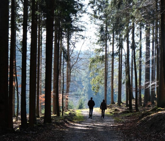 Wanderung im Wald, © Nordeifel Tourismus GmbH & L´Extravagante