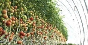 Bild 1, © © Südeifeler Tomate, MArx Lieser GbR
