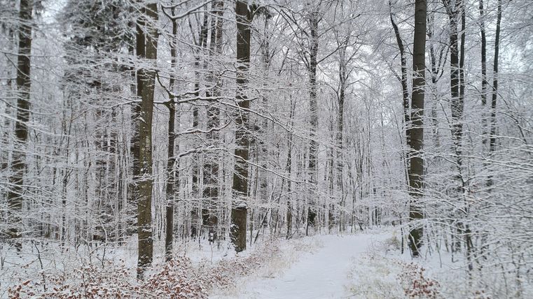Ein verschneiter Waldweg, umgeben von hohen, weißen Bäumen. Die Szenerie wirkt ruhig und friedlich.