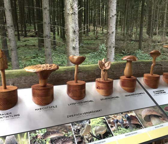 Pilze aus Holz auf dem wilden Weg im Nationalpark Eifel, © Eifel Tourismus GmbH