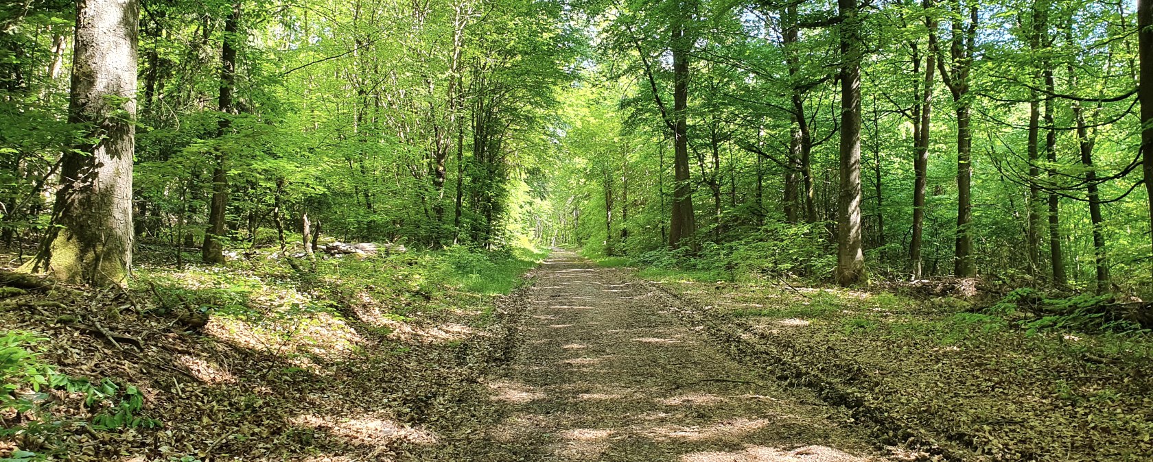 Wegabschnitt auf der HeimatSpur Wald-Wohlfühl- Weg, © GesundLand Vulkaneifel GmbH