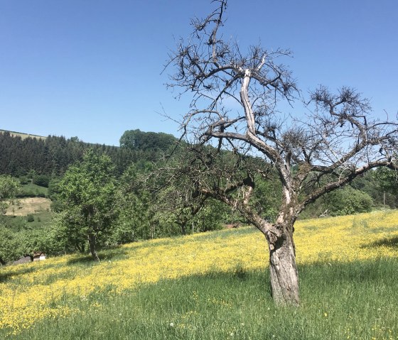 Bare tree in a flowering meadow, surrounded by green trees and blue sky., © TI Bitburger Land