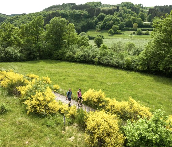 Nat'Our Route 1, floraison de genêts aux Trois Frontières de l'Ouren, © Eifel Tourismus GmbH, Dominik Ketz