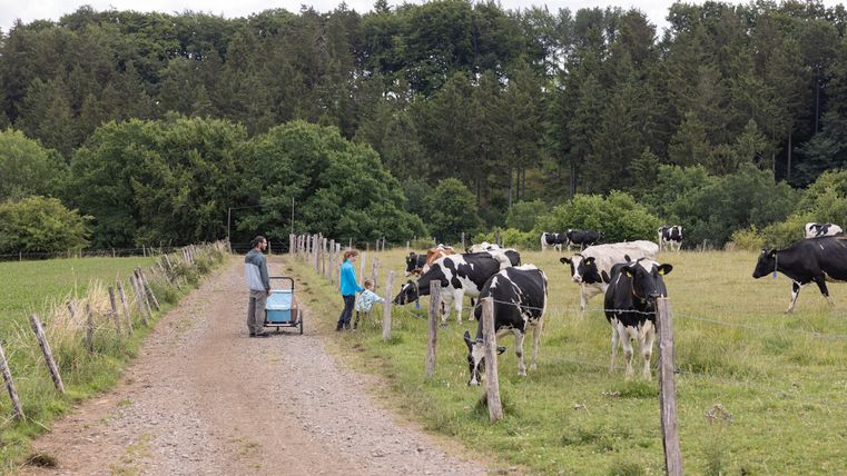 Een gezin met een kinderwagen op een landweggetje naast een weiland met koeien, omringd door bomen.