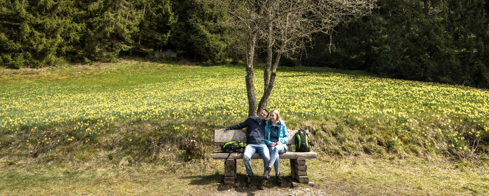 Daffodil route with flowering meadows, © Städteregion Aachen, Dominik Ketz