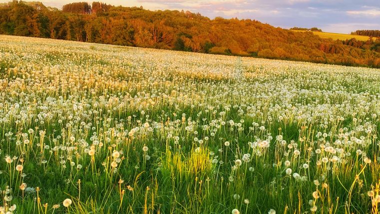 Un vaste champ plein de pissenlits à la lumière du crépuscule. À l'arrière-plan, on peut voir des collines douces et des arbres verts.