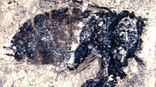 Honigbiene, © Maarmuseum Manderscheid