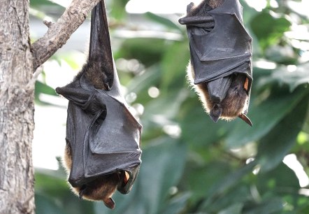 Chauves-souris