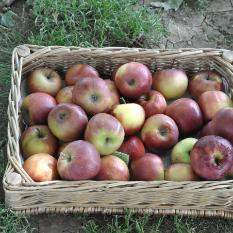 Détermination des variétés de fruits, © Eifelgemeinde Nettersheim