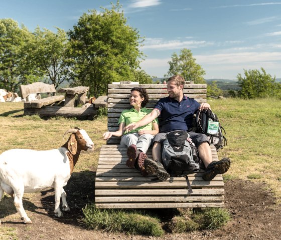 Ziegen leben rund ums Weinfelder Maar, © Eifel Tourismus GmbH, D. Ketz