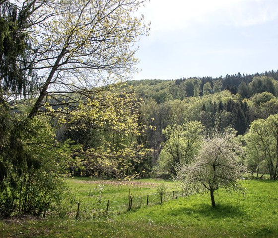Spring landscape in the mill forest with blossoming trees, green meadow and wooded hills in the background under a blue sky., © TI Bitburger Land