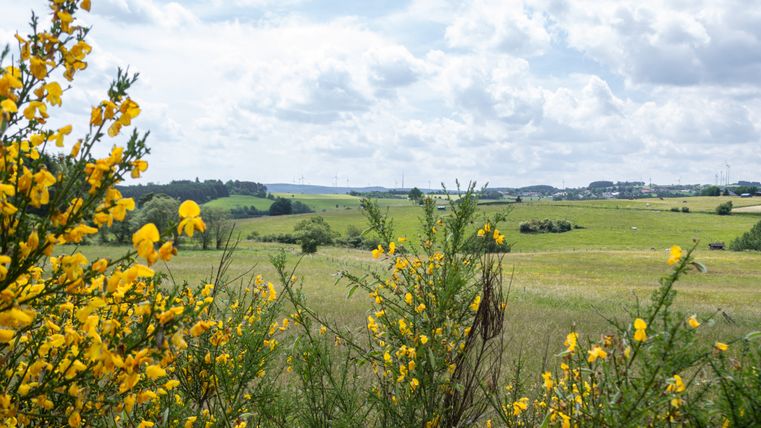 Paysage avec des fleurs jaunes au premier plan et des champs verts en arrière-plan.
