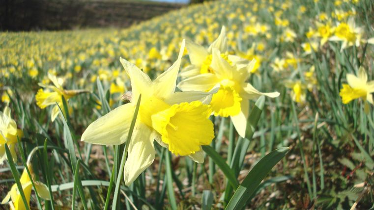 Wildnarzissen in voller Blüte