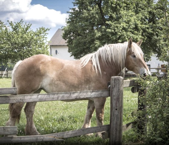 slider_reiter_04