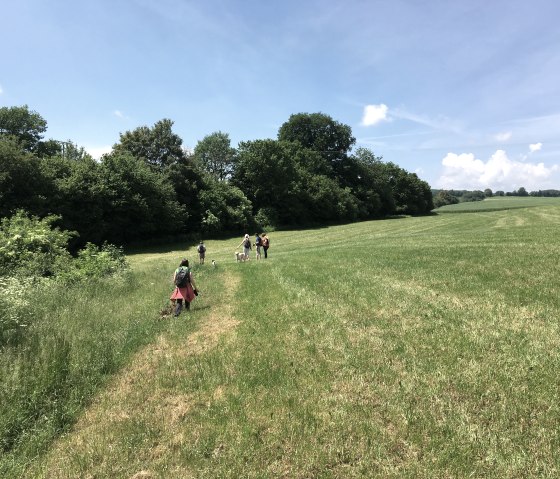 Eine Gruppe von Menschen wandert über eine grüne Wiese, umgeben von Bäumen, unter einem klaren blauen Himmel., © TI Bitburger Land