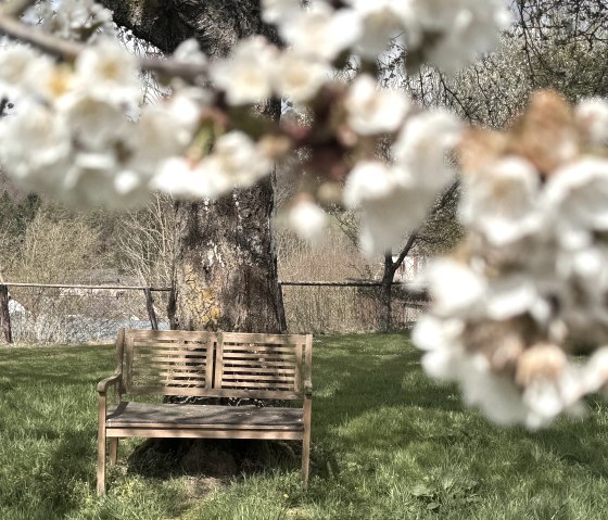 Kirschblüte im April