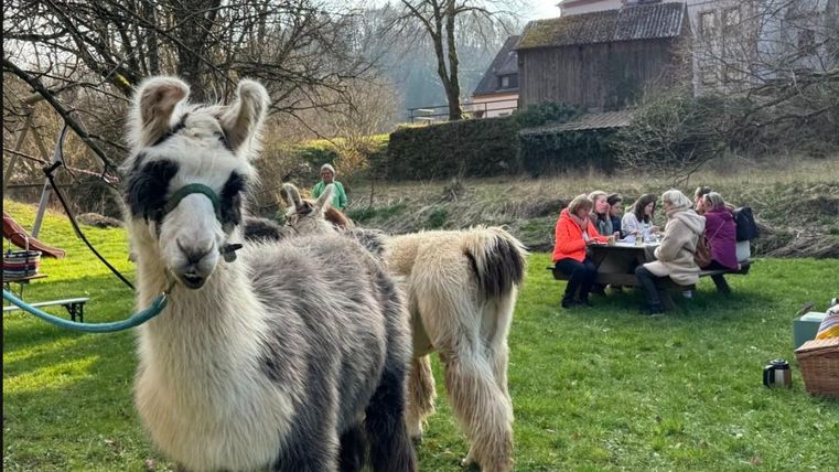Een groep lama's staat op een wei. Op de achtergrond zijn mensen die aan een tafel zitten en met elkaar praten.