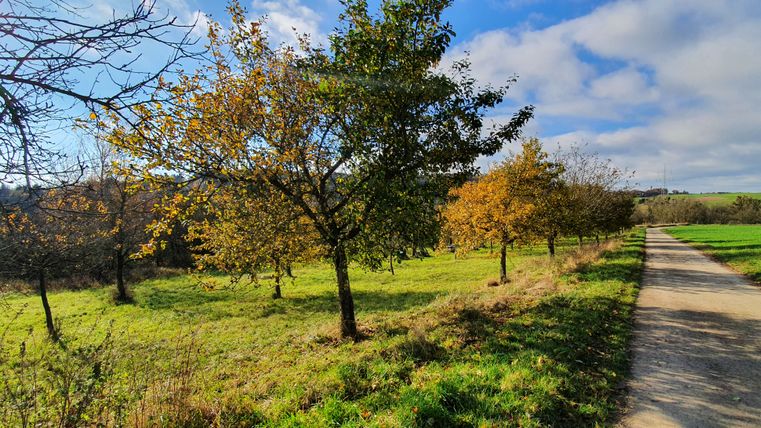Chemin rural avec des arbres en automne, ciel bleu et nuages.