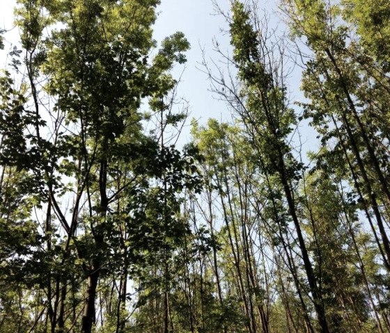 De grands arbres au feuillage vert et dense se dressent dans le ciel bleu. La lumière du soleil passe à travers les feuilles., © Ingrid Penning