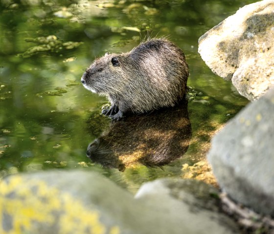 Nutria dans le Nettepark, © Eifel Tourismus GmbH/Dominik Ketz