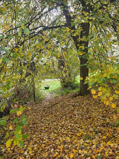 Ein malerischer Weg im Herbst, umgeben von buntem Laub und Bäumen. Im Hintergrund ist eine grüne Wiese zu sehen.