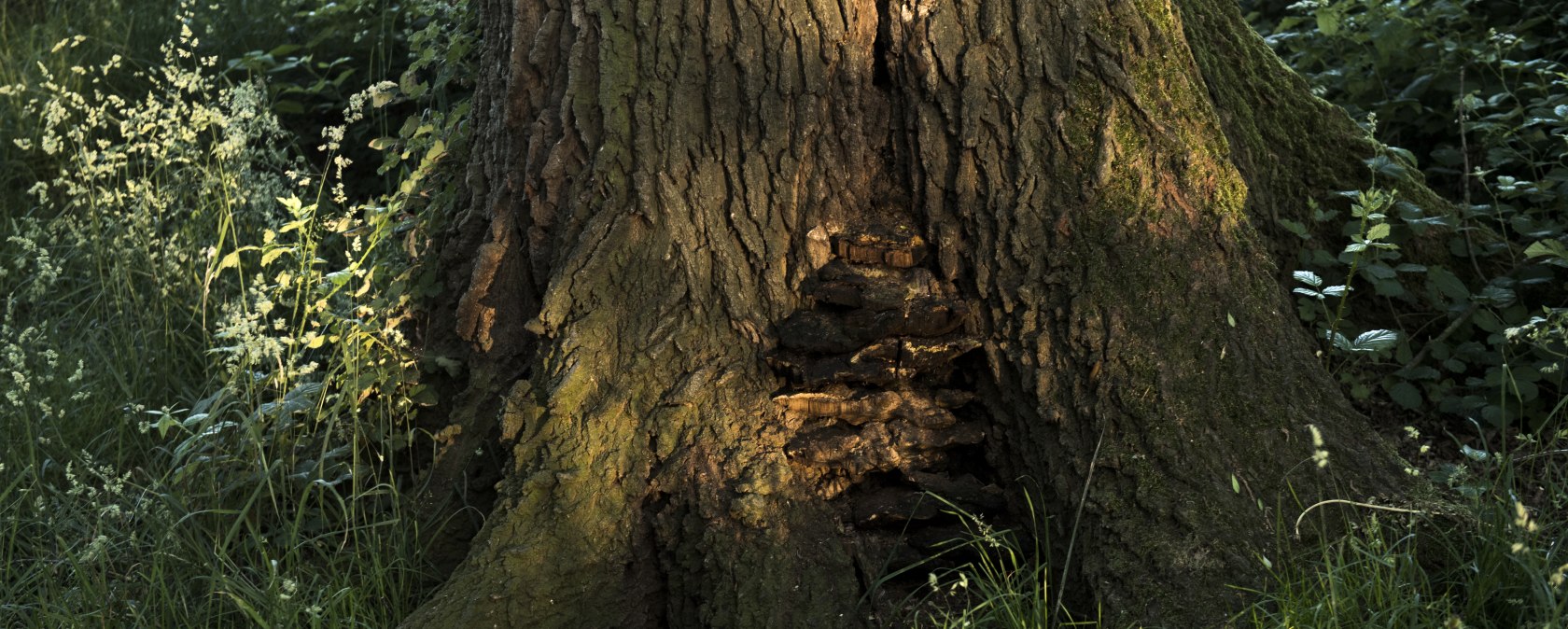 Tree with mushroom, © Kappest/Vulkanregion Laacher See