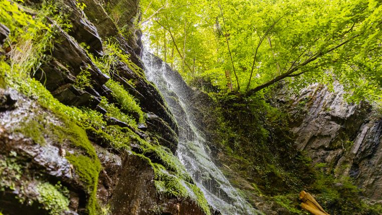 Ein Wasserfall fließt über eine moosbedeckte Felswand, umgeben von üppigem Grün.