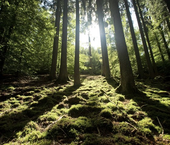Eifelwald, © Eifel Tourismus GmbH - Dominik Ketz