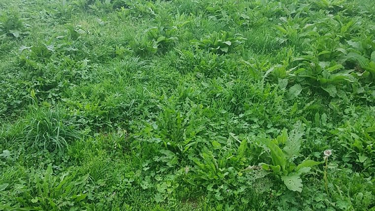 Eine grüne Wiese mit dichten Pflanzen und hohem Gras. Im Hintergrund sind Bäume und ein Zaun sichtbar.