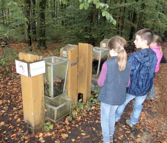 Drei Kinder betrachten eine Walderlebnisstation im herbstlichen Wald. Ein Schild mit der Aufschrift "Wald schützt" ist sichtbar., © Tourist-Information Bitburger Land