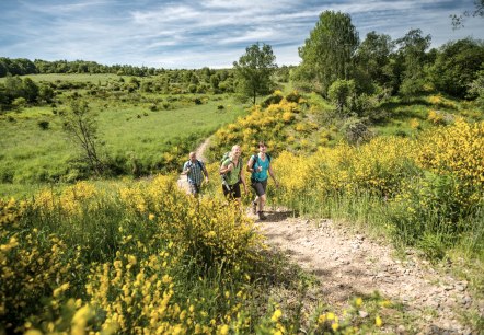 Wanderung entlang von Ginsterbüschen, © Dominik Ketz - Stadt Schleide