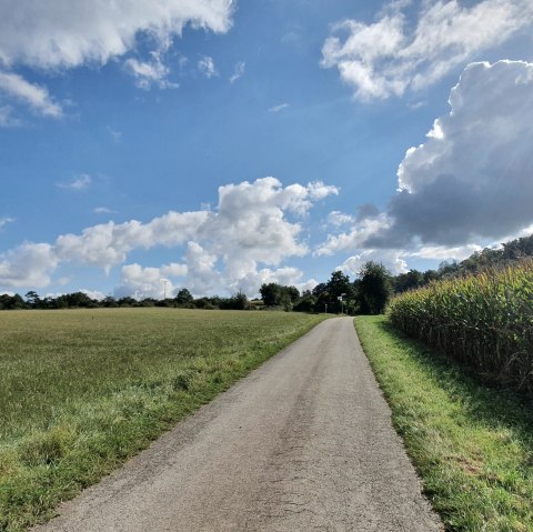 Een smalle weg loopt door groene velden, met rechts een maïsveld. De lucht is blauw met witte wolken., © TI Bitburger Land