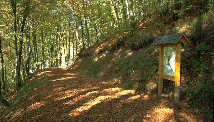 A forest path covered with autumn leaves, a wooden information sign on the right.