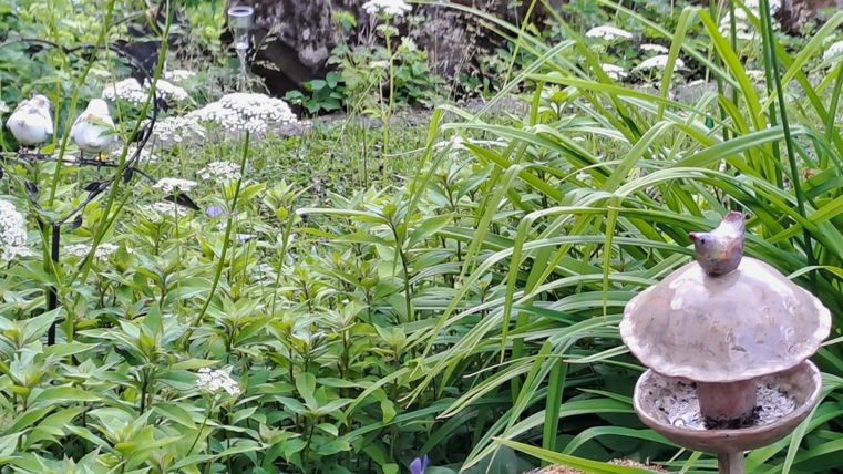 A lush garden with many green plants and white flowers. In the foreground, there is a birdbath with a small bird on it.