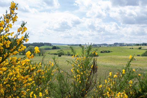 Paysage avec des fleurs jaunes au premier plan et des champs verts en arrière-plan.