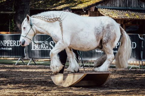Eine Reiterin in traditioneller Kleidung sitzt auf einem weißen Pferd. Im Vordergrund kniet ein kleines Pony auf dem Sandboden.