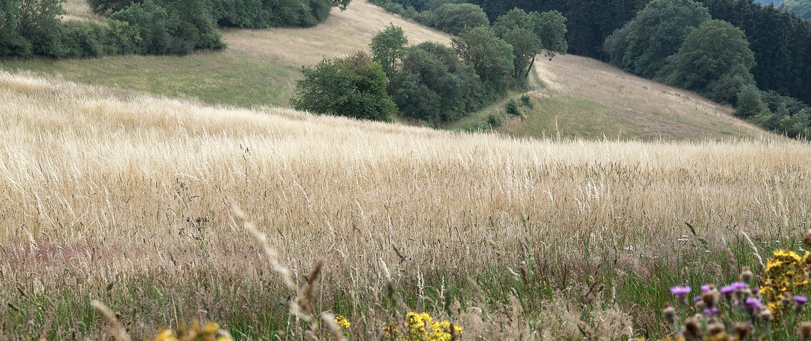 Natuurbelevenis in de buurt van Plütscheid, © Volker Teuschler