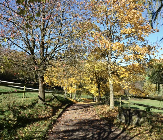 Pfauenweg im Herbst