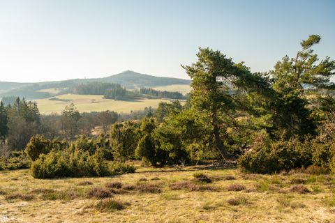 Landschaft in der Eifel mit Wacholderbüschen und Hügeln im Hintergrund.
