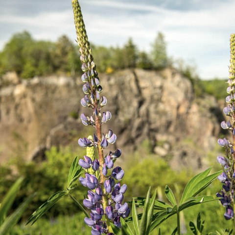 Jardin volcanique de Steffeln, © Eifel Tourismus GmbH, Dominik Ketz