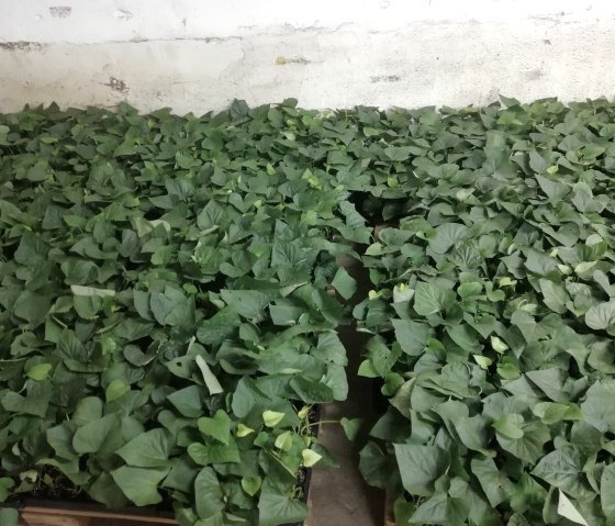 Sweet potatoes, © Familie Geisen