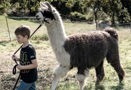 Ein unvergesslicher Kindergeburtstag mit Lamas: Führen der Lamas auf der Weide