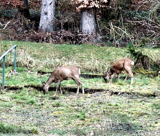 Besucher hinter dem Haus