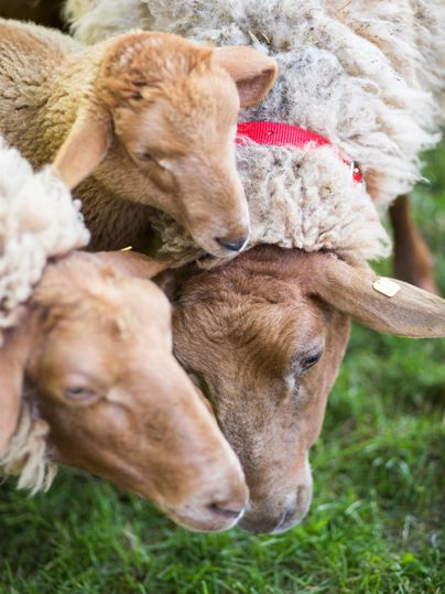 Drie schapen staan dicht bij elkaar op groen gras. Een van de schapen heeft een rode halsband.