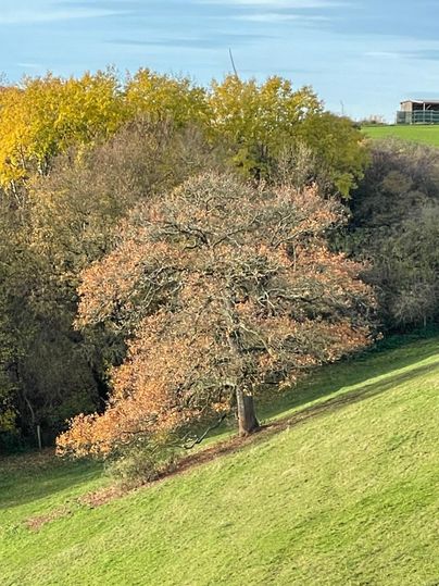 A single tree with autumn leaves stands in a meadow. In the background, more trees and a gentle slope can be seen.