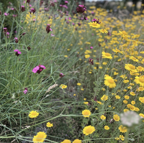 Blumenwiese, © Iris Fuhrmann