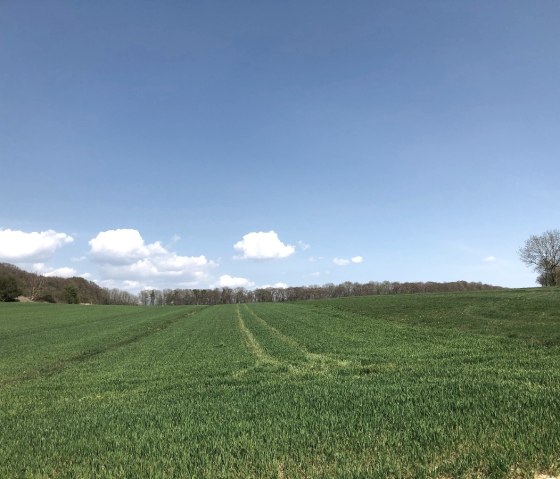 Weite grüne Wiese unter klarem, blauem Himmel mit einigen weißen Wolken. Im Hintergrund sind Bäume zu sehen., © Tourist-Information Bitburger Land_Uschi Hallet